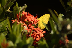 Phoebis neocypris