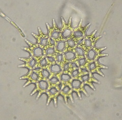 Lacunastrum gracillimum