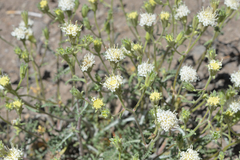 Chaenactis nevadensis