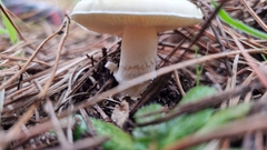 Amanita toxica