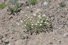 Chaenactis nevadensis