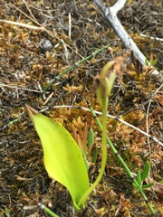 Platanthera obtusata