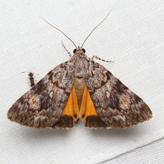 Catocala amica-lineella