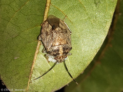Discocephalinae