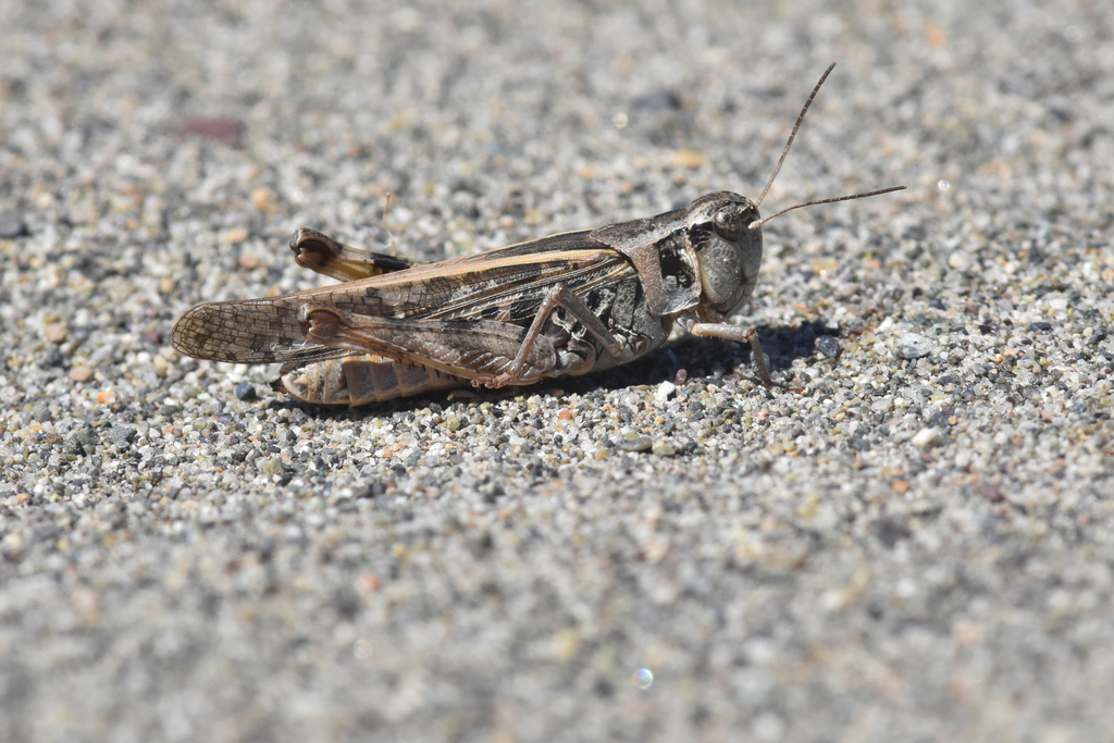 Clear-winged Grasshopper