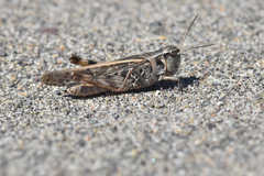 Clear-winged Grasshopper