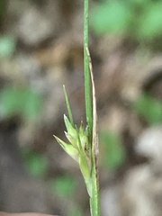 Carex willdenowii