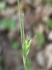 Carex willdenowii