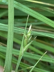 Carex willdenowii