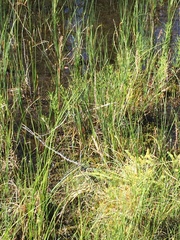 Carex garberi