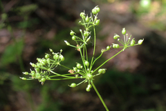 Physospermum cornubiense