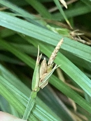 Carex willdenowii