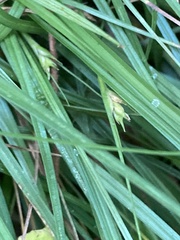 Carex willdenowii