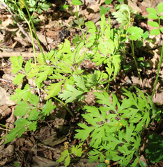Physospermum cornubiense