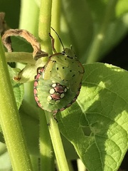 Nezara viridula