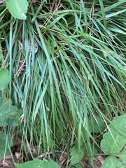 Carex willdenowii