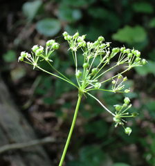 Physospermum cornubiense