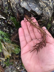 Cumagloia andersonii