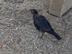 Euphagus