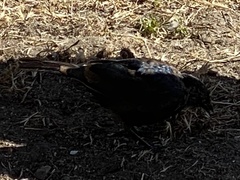 Euphagus