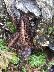 Cumagloia andersonii