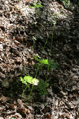 Physospermum cornubiense