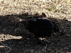 Euphagus