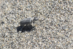 Epicauta maculata-group