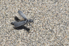 Epicauta maculata-group