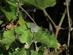 Euphilotes centralis