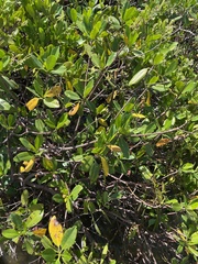 Rhizophora mangle