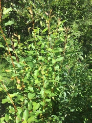 Salix pseudomonticola
