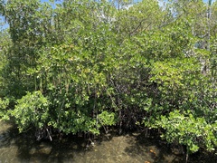 Rhizophora mangle