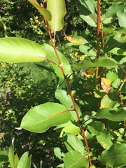 Salix pseudomonticola