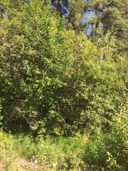 Salix pseudomonticola