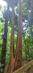 Pimenta racemosa