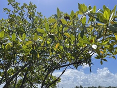 Rhizophora mangle