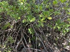 Rhizophora mangle