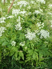 Chaerophyllum aromaticum