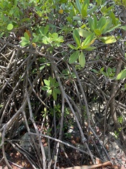 Rhizophora mangle