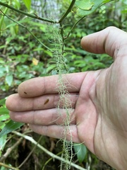 Usnea trichodea