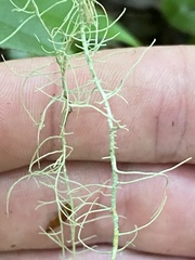 Usnea trichodea