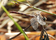 Arigomphus submedianus