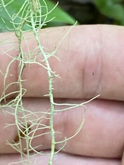 Usnea trichodea