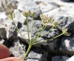 Pimpinella tragium