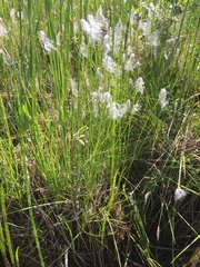 Trichophorum alpinum