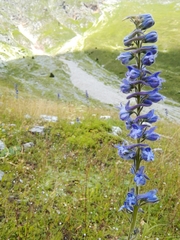 Delphinium fissum