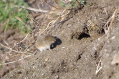 Lemmus trimucronatus