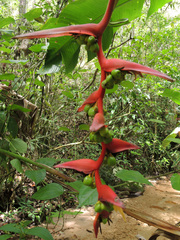 Heliconia mooreana