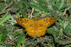 Myscelus amystis